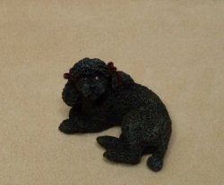 Gidget the Black Miniature Poodle